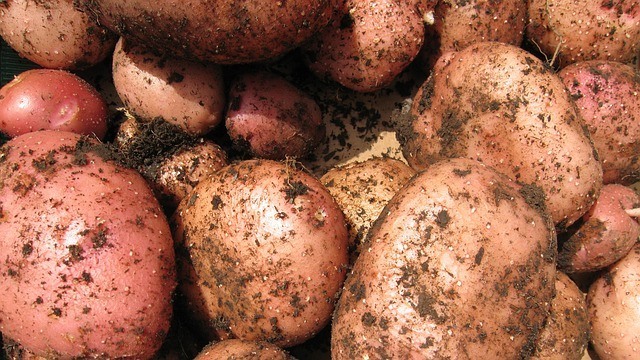 potato spuds