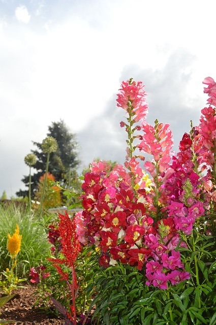 tall and colorful snapdragons
