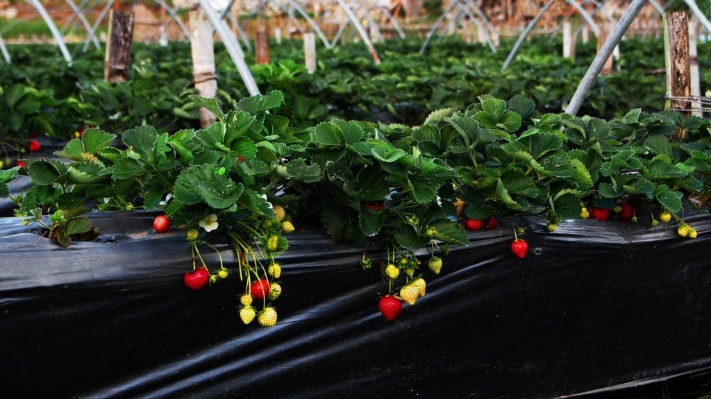 How to Grow Strawberries: A Complete Guide