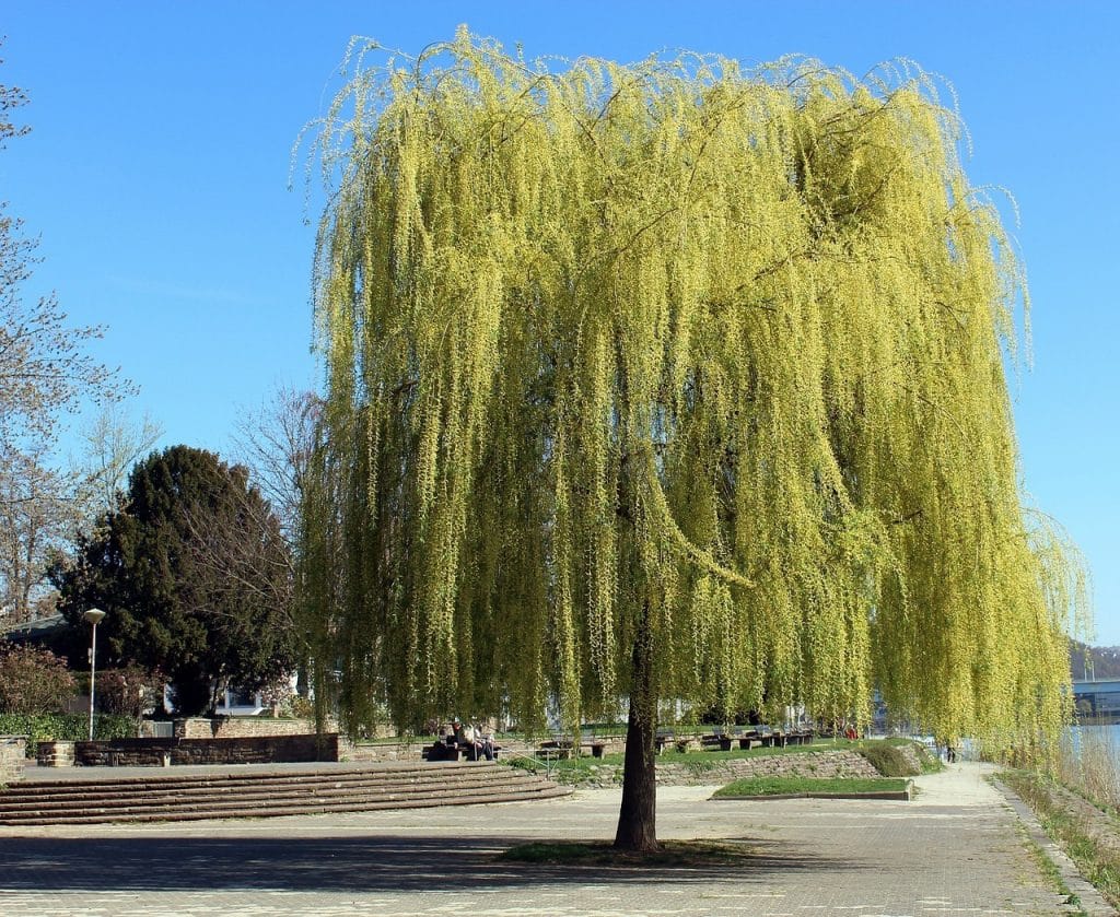 weeping willow fast growing shade treeson the park