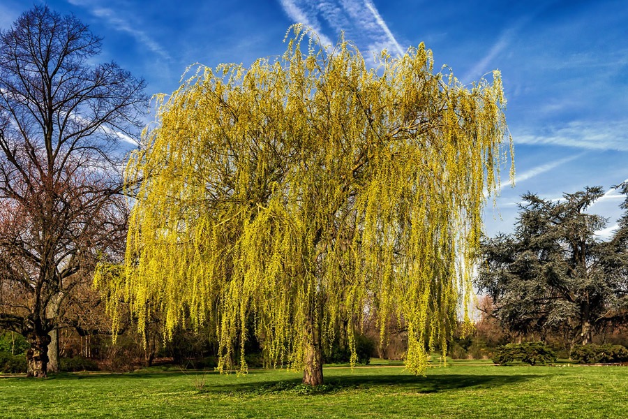 weeping willow fast growing tree