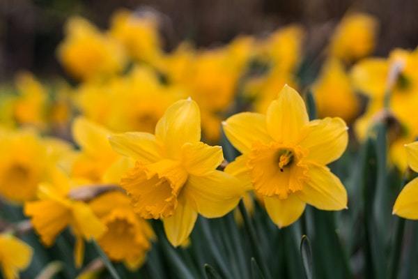 beautiful blooming daffodils