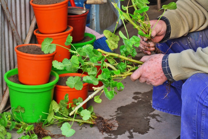 A-gardener-propagating-his-geranium-for-the-coming-spring-season